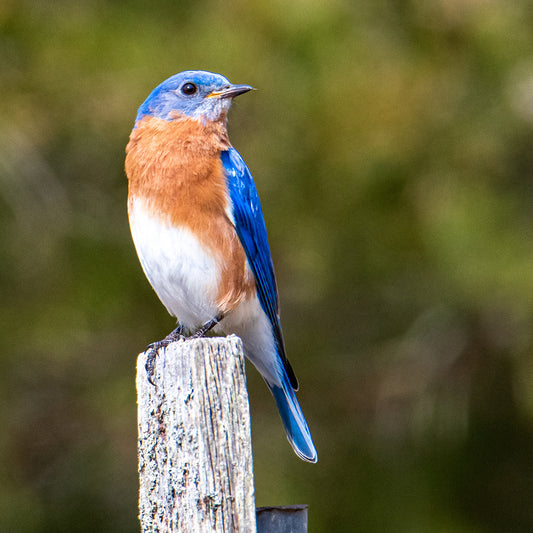 BirdLife Bayside